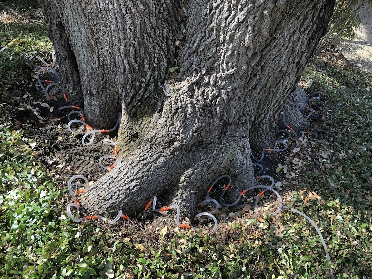 Detailed Tree Cabling and Bracing job site in Mount Erie