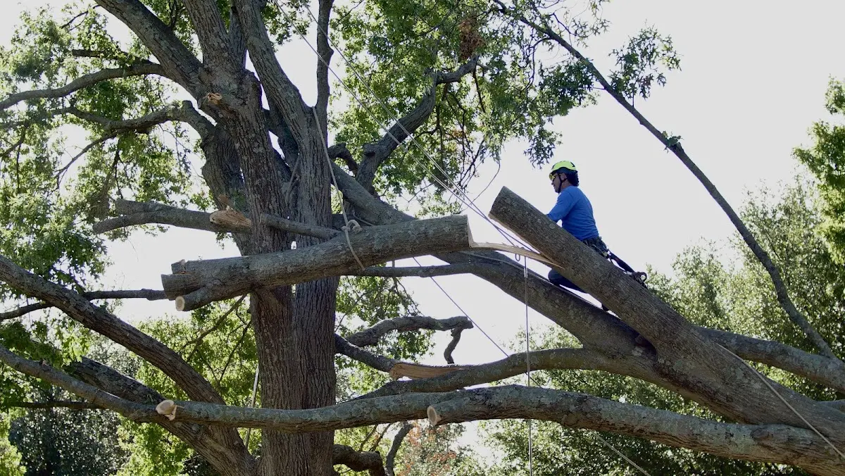 Professional Crown Thinning performed by certified arborists in Mount Erie