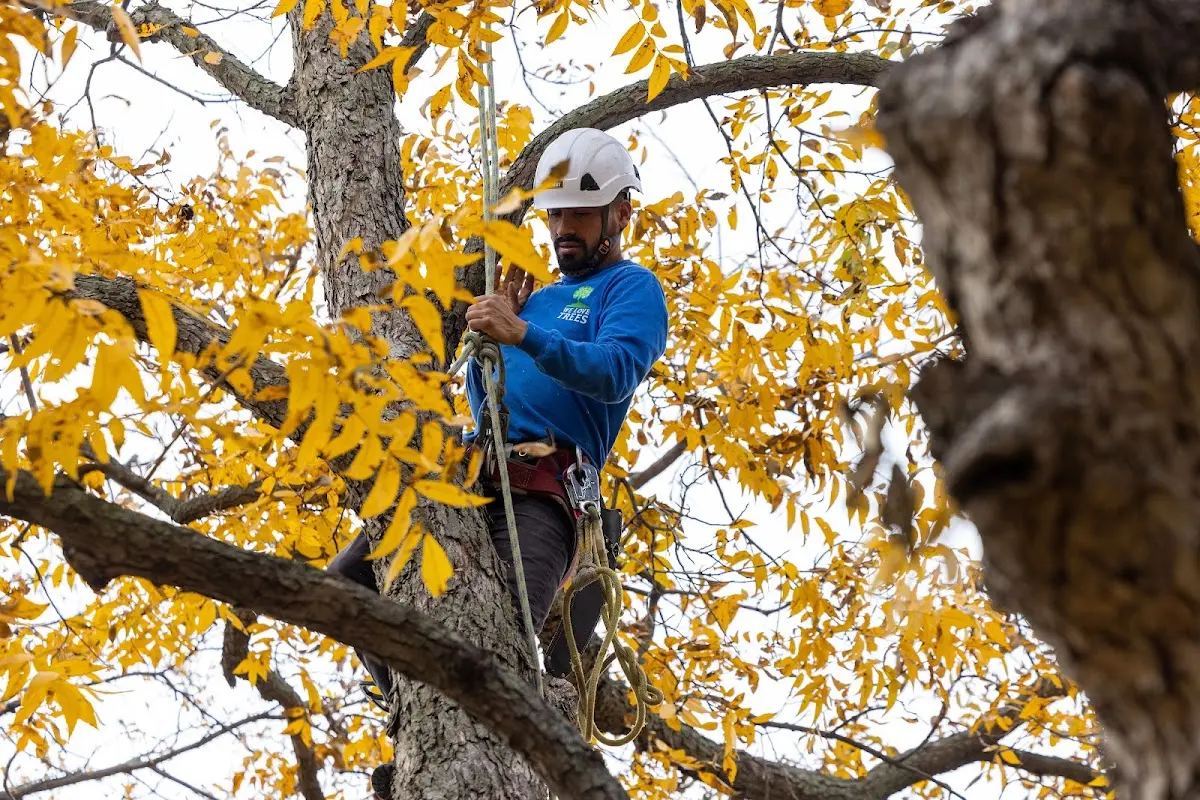 Skilled Tree Pruning crew working in Mount Erie